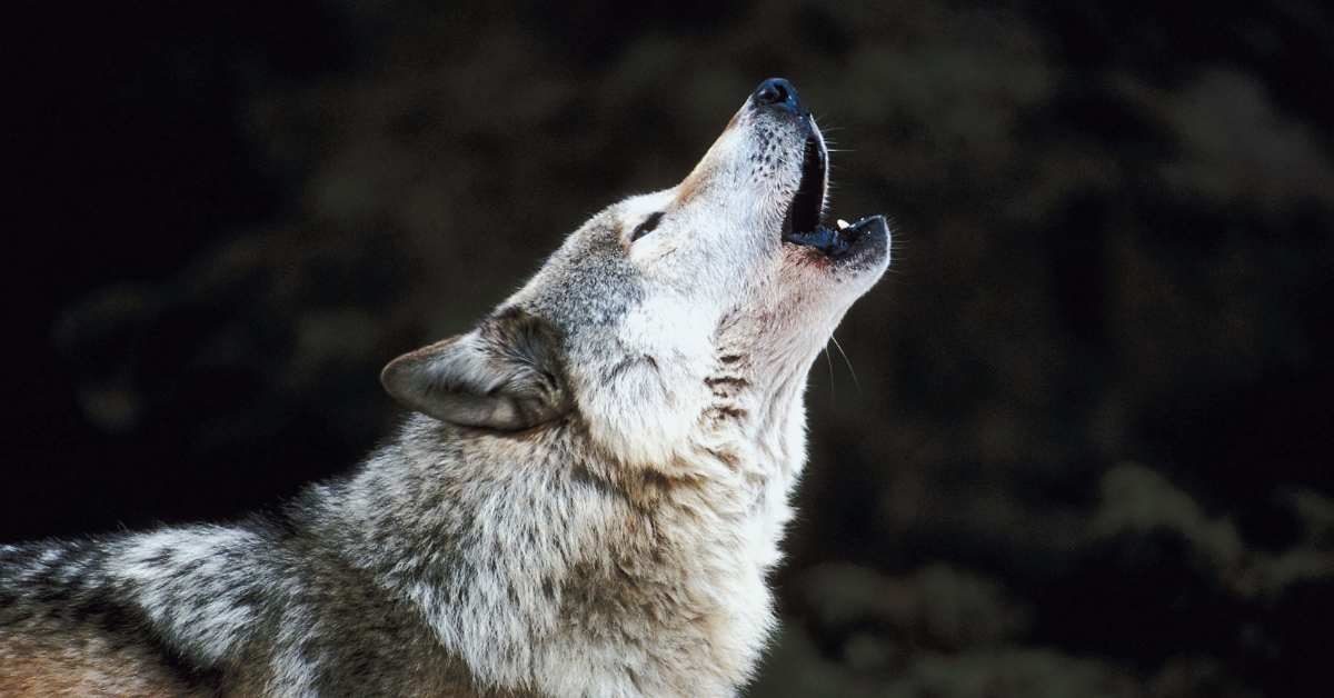 Les loups du Gevaudan